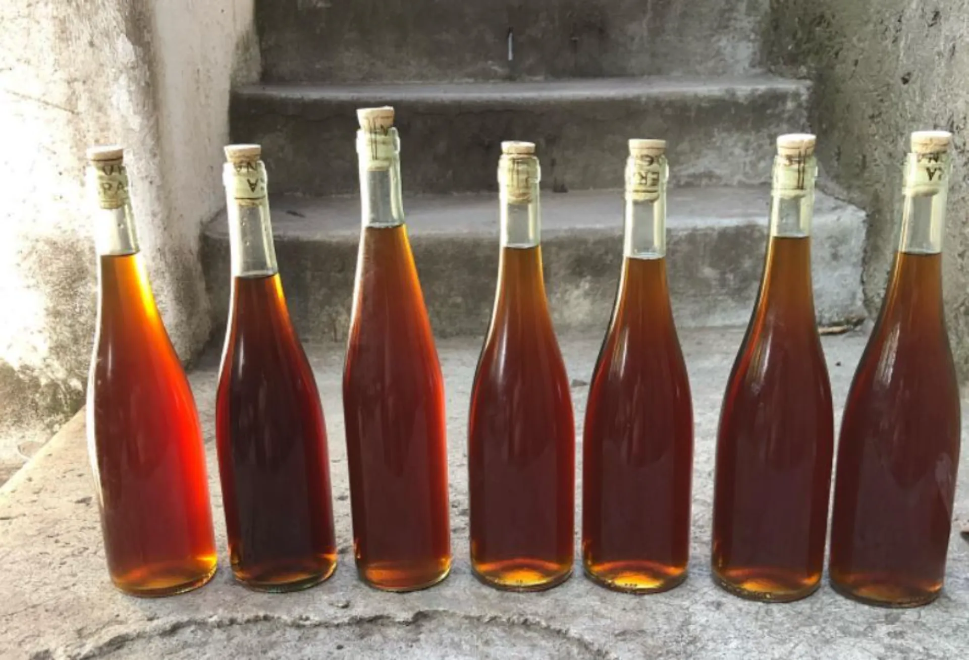 Malvasia 2024