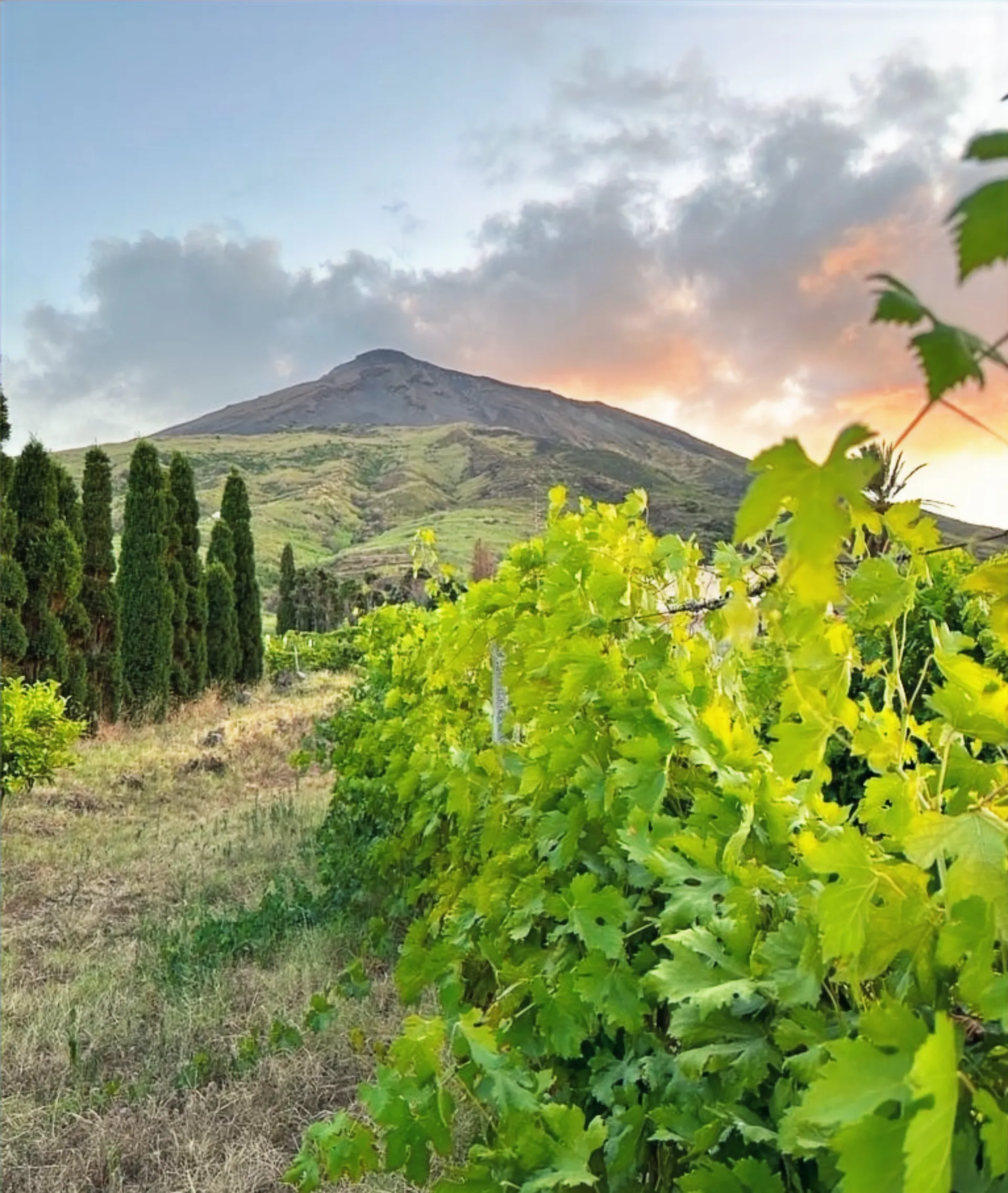 Malvasia alle pendici di un vulcano attivo — dettaglio 2