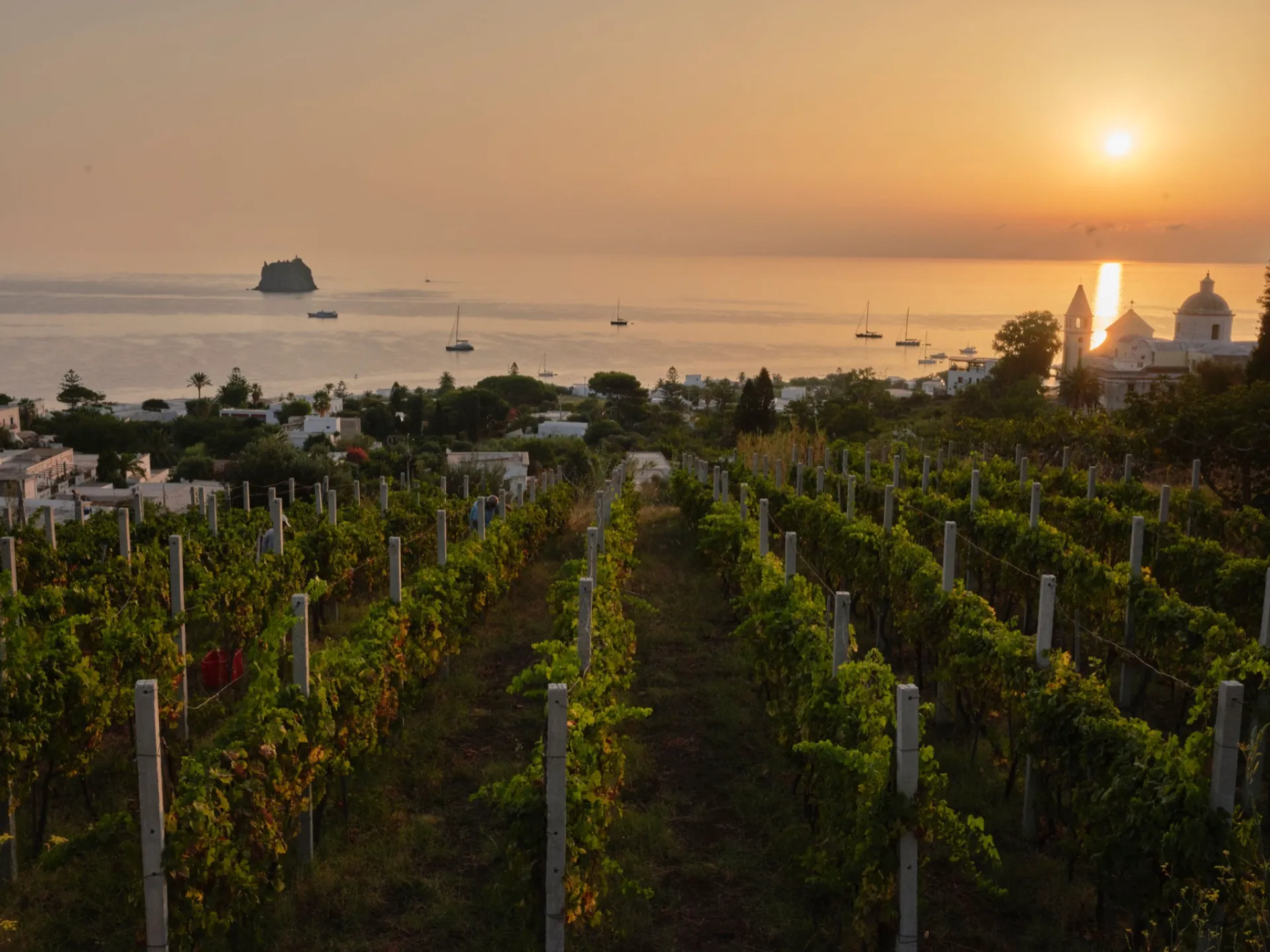 Malvasia alle pendici di un vulcano attivo — dettaglio 5