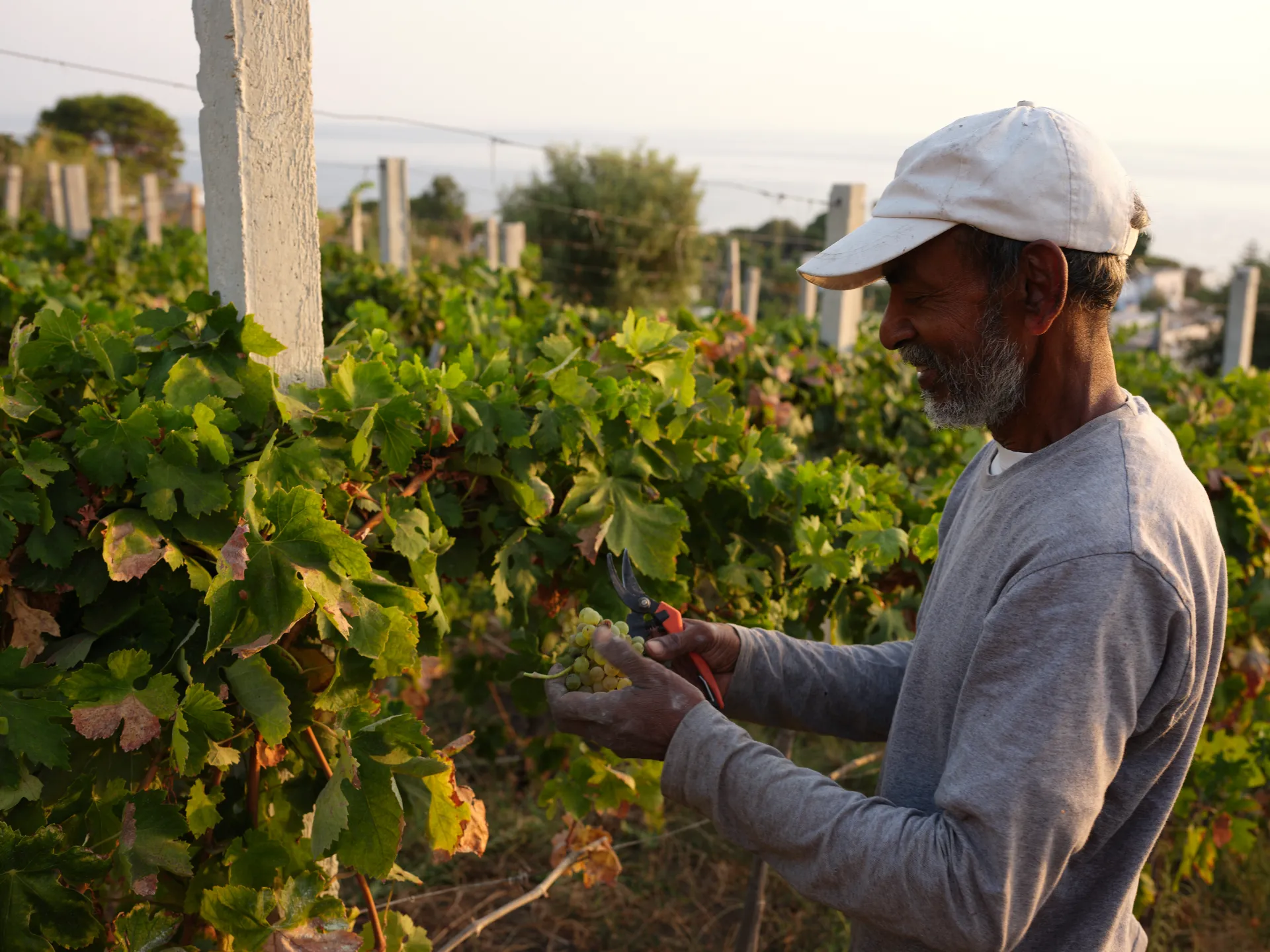 Malvasia 2024 — dettaglio 2