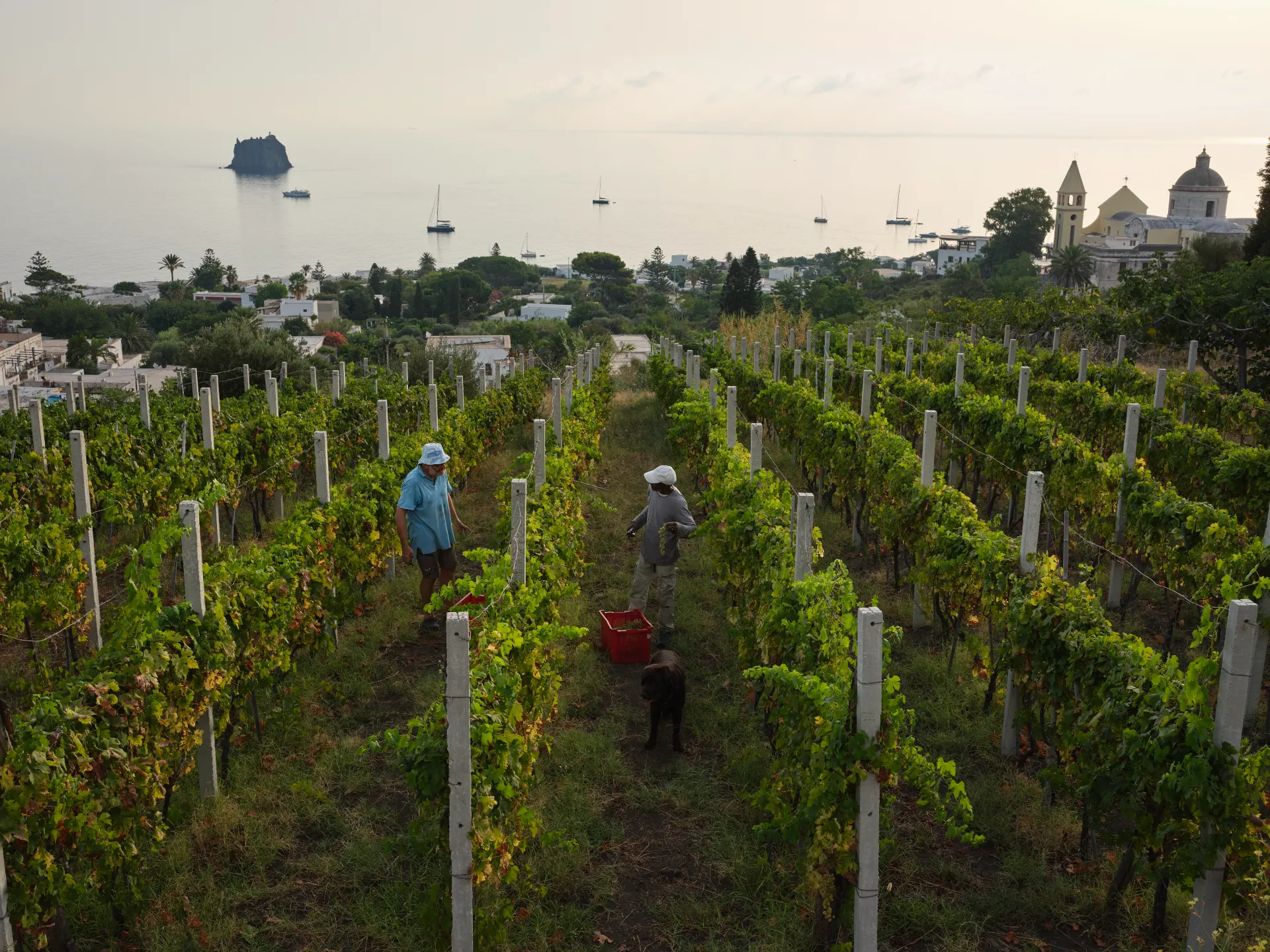 Malvasia 2024 — dettaglio 5
